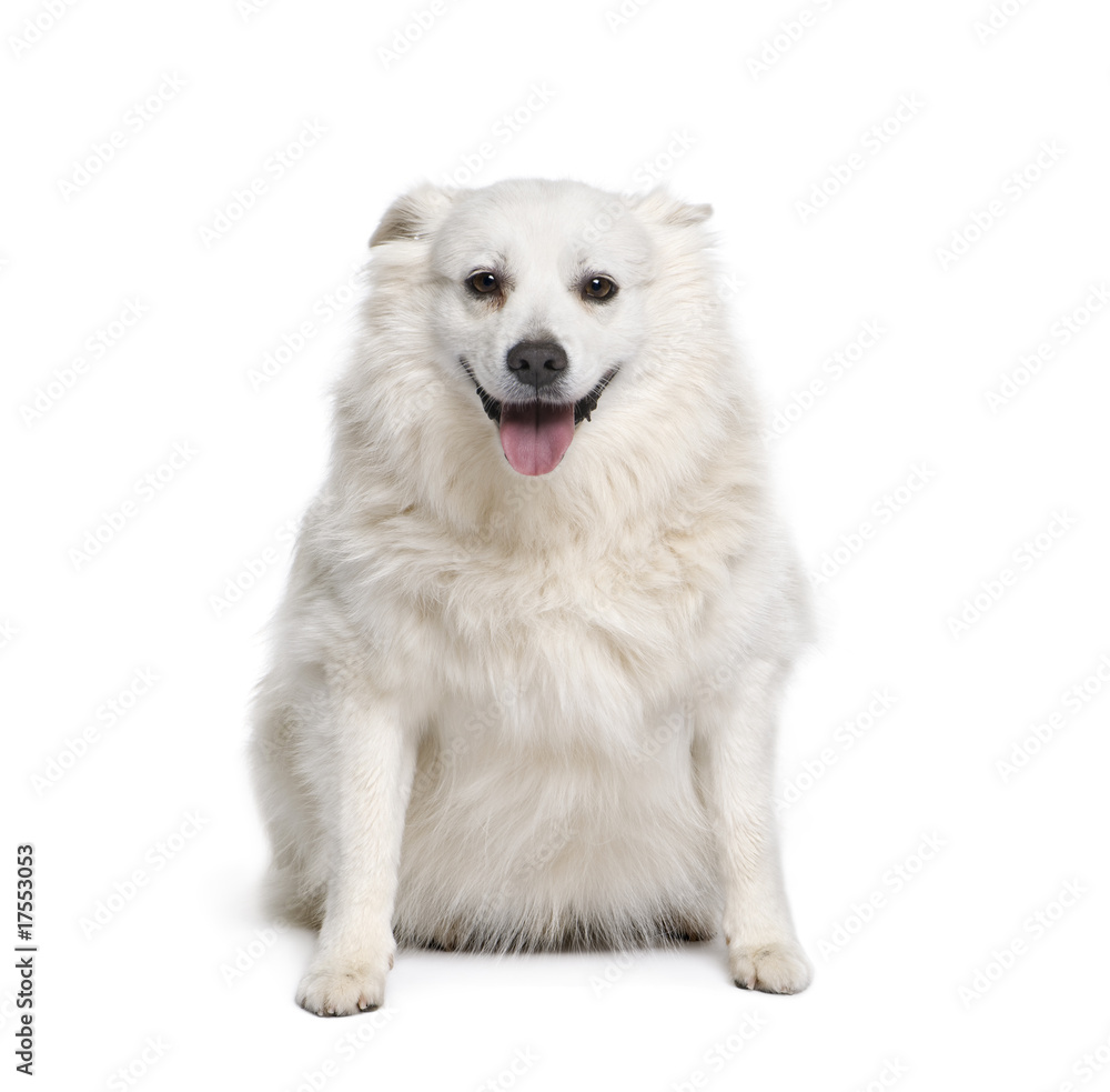 Schipperke, 7 years old, sitting in front of white background