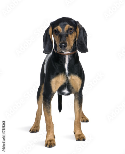 Cross breed with a Beagle standing in front of white background