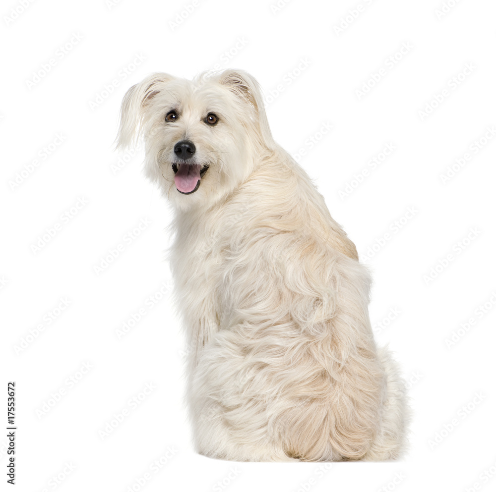 back view of a Pyrenean Shepherd against white background back view of a Pyrenean Shepherd against white background