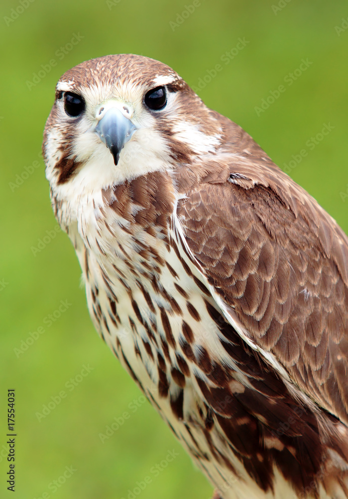 Peregrine falcon Peregrine falcon