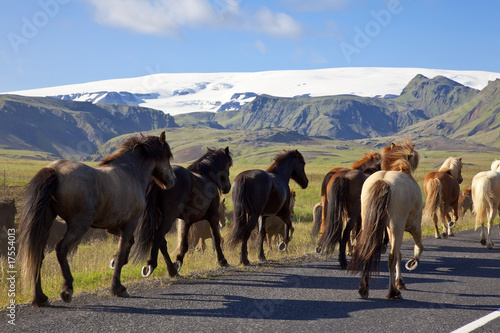 Fototapeta Naklejka Na Ścianę i Meble -  Icelandic Horses Running On A Road