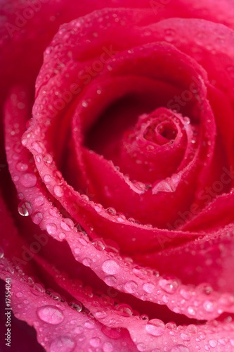 beautiful pink rose with water droplets