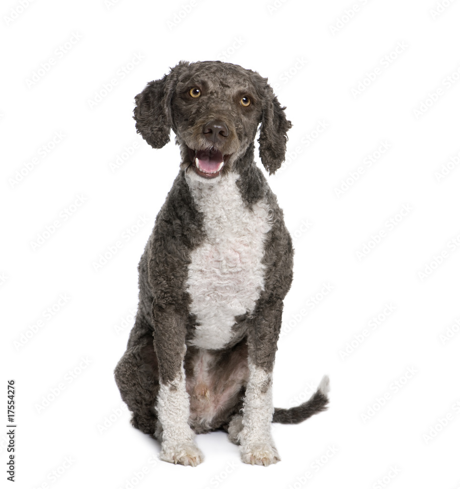 Spanish water spaniel dog sitting in front of white background