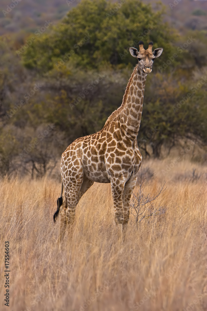 Giraffe