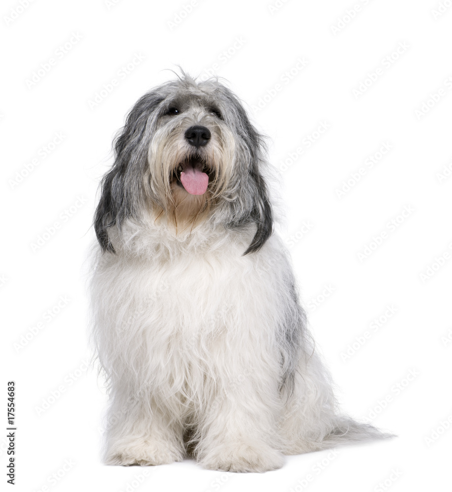Polish Lowland Sheepdog in front of white of white background