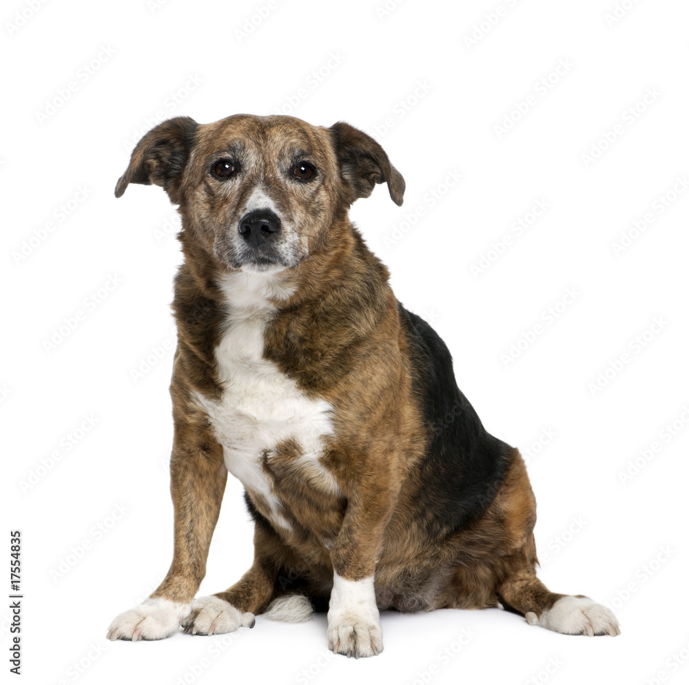 Old bastard dog, sitting in front of white background