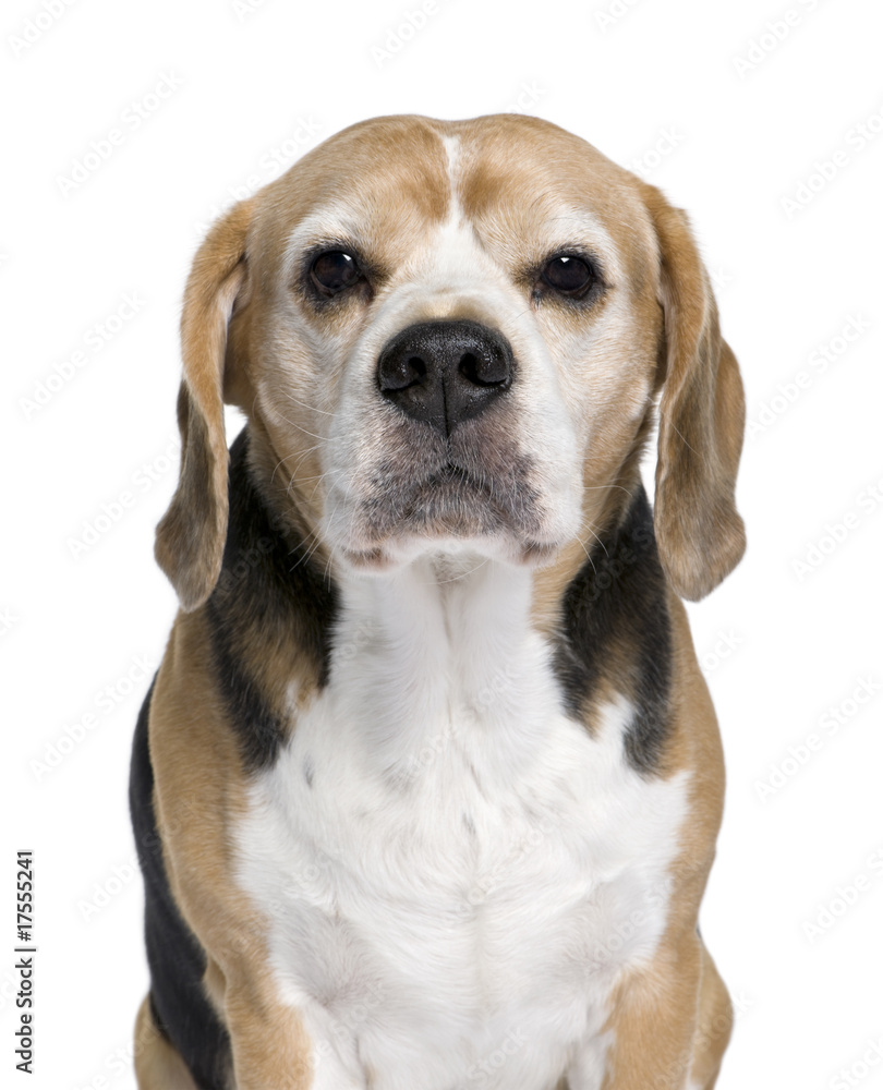 Beagle, 9 years old, sitting in front of white background Beagle, 9 years old, sitting in front of white background