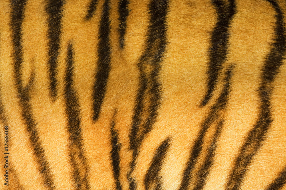 tiger fur texture (real) tiger fur texture (real)