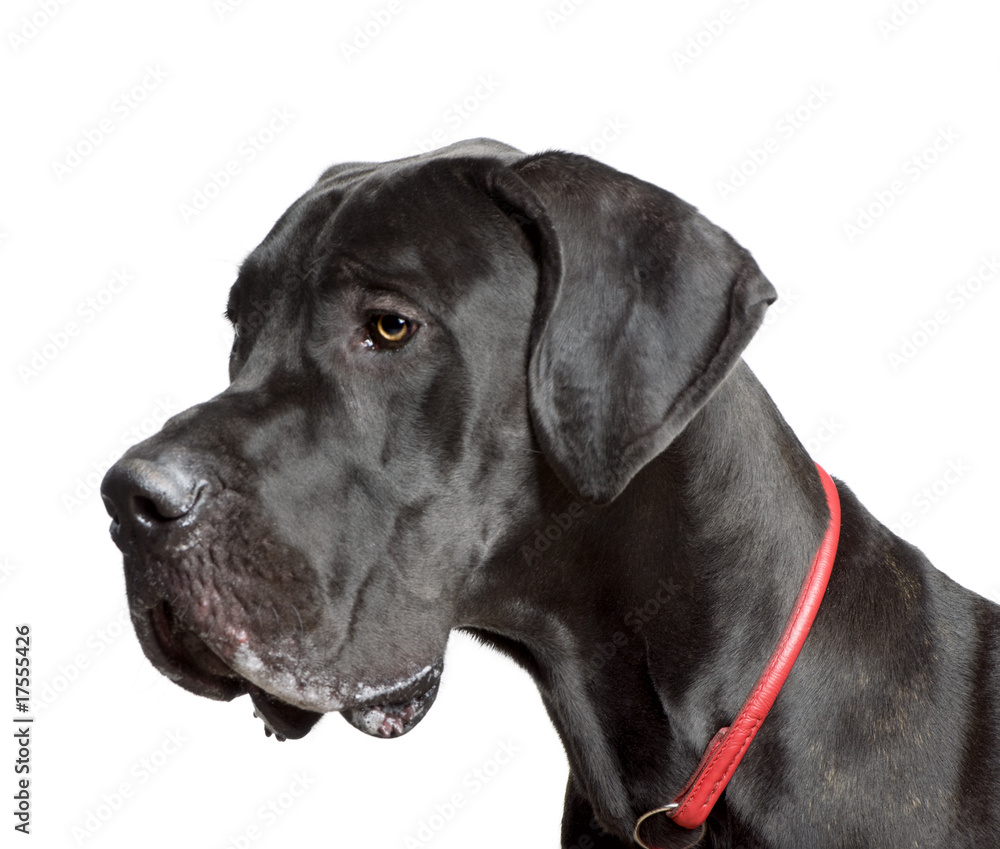Obraz premium Great Dane, 11 months old, in front of white background