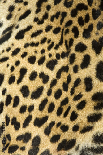 leopard fur texture  real 