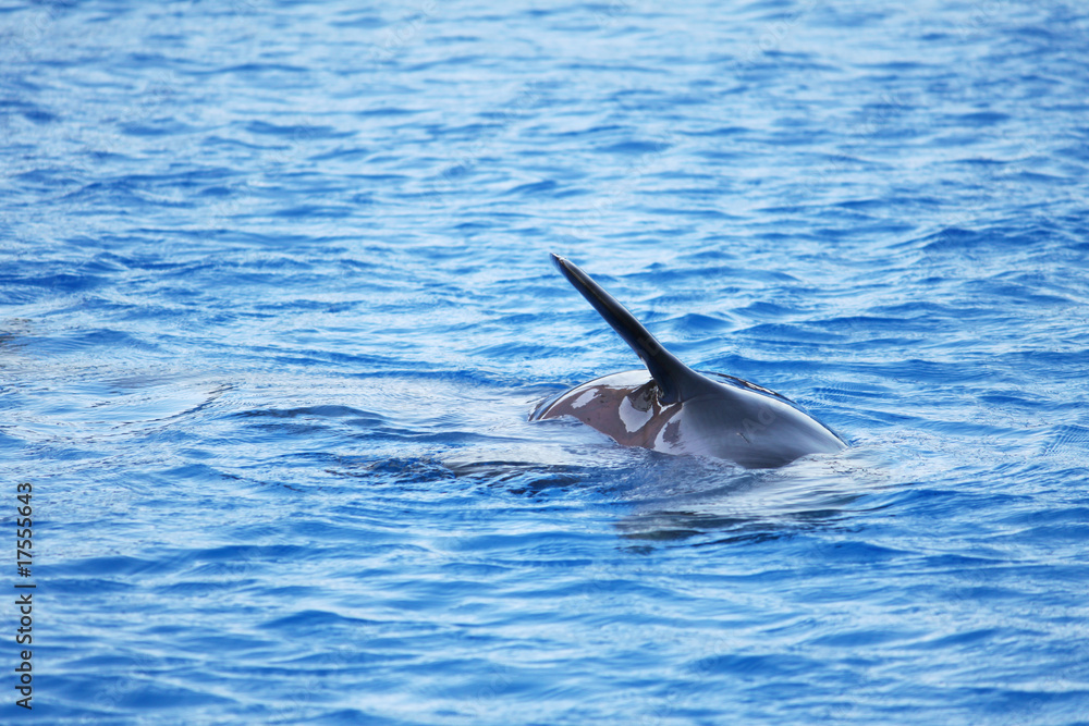 Fototapeta premium dolphin fin
