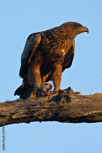 Tawny Eagle with catch