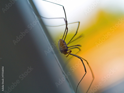 Daddy Longleg Spider photo