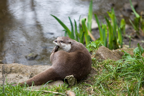 otter scratching photo