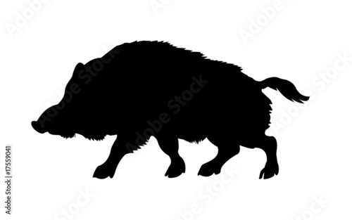 silhouette of the wild  boar isolated on white background photo
