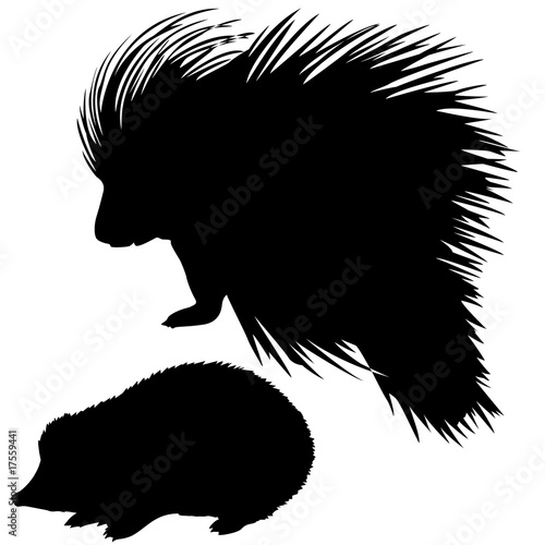 . silhouette of the hedgehog and porcupine photo