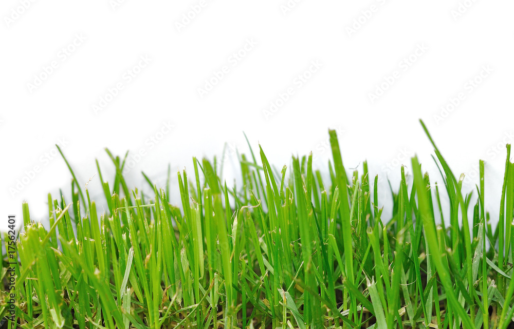 Fototapeta premium Isolated grass