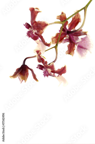 doriteanopsis red orchid