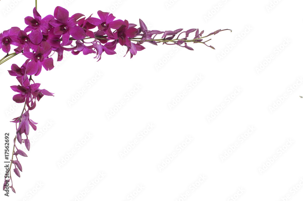 Branch of orchids frame on white Branch of orchids frame on white