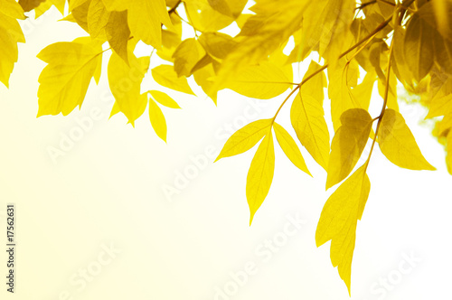 Yellow frame of leaves
