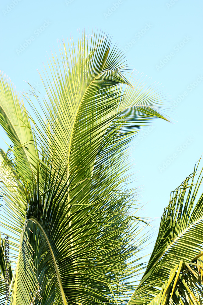 Fototapeta premium cocotier