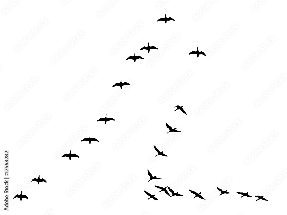 silhouettes flock geese isolated on white background