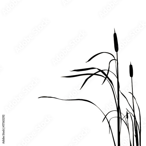 silhouette of the reed isolated on white background photo