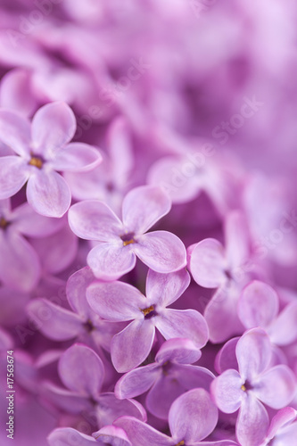 Background from fragrant lilac blossoms © Igor Stepovik