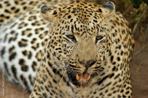 leopard 11 © Franck Monnot