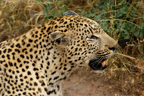 leopard 12 © Franck Monnot