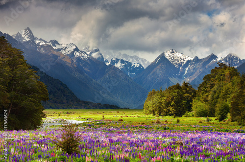 Mountain landscape with blossoming field, New Zealand