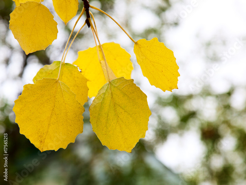 autumn yellow leaves of aspen