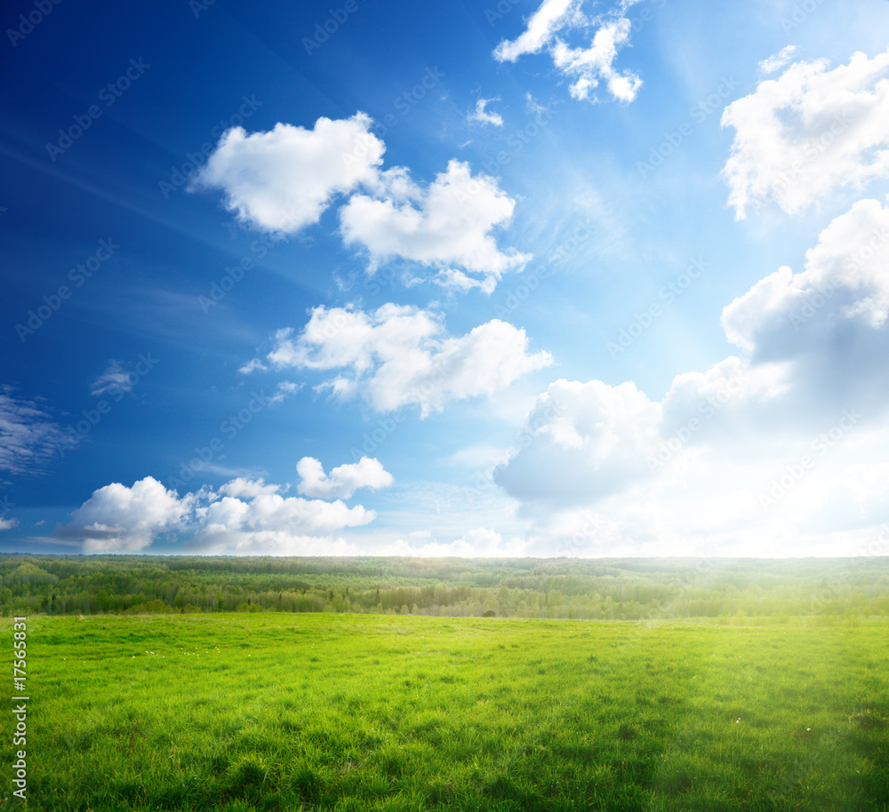 field of spring grass and sunset