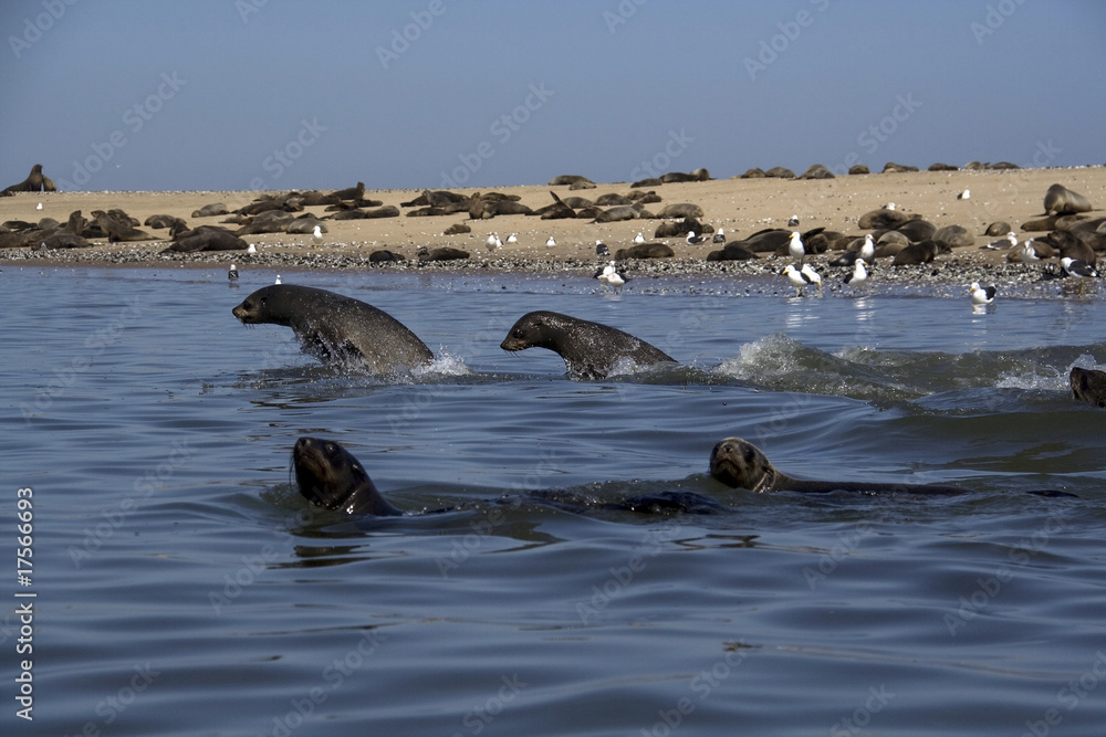 Fototapeta premium Kayaking around Pelican Point