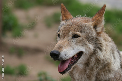    Smiling    wolf  with an open mouth 