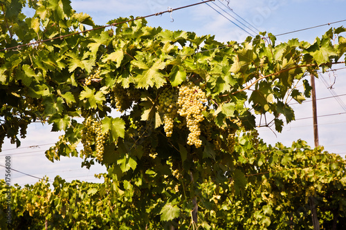 Trauben hängen an Rebstöcken im Weinbaugebiet in Venetien