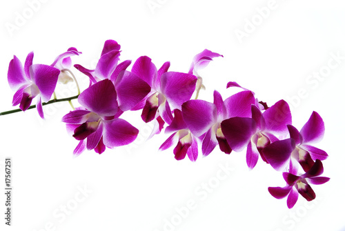 Branch of violet orchids isolated on white background