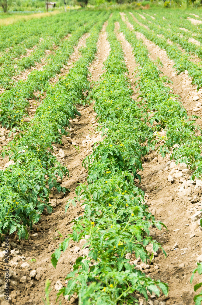 Tomato field on bright summer day Tomato field on bright summer day