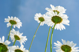White daisies on blue sky background.
