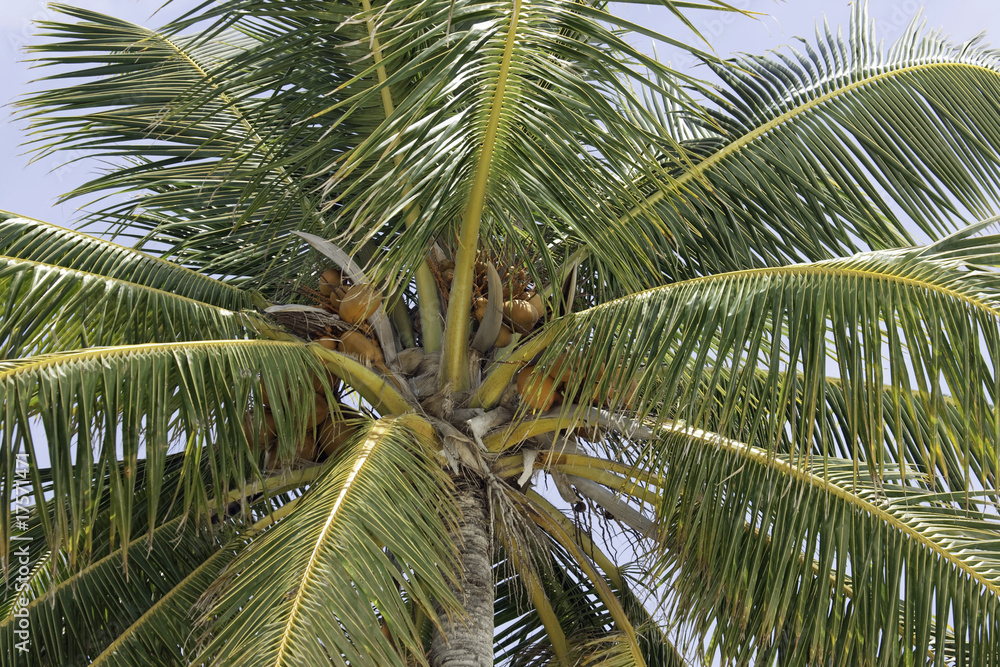 Obraz premium Palm tree leaves and Coconuts