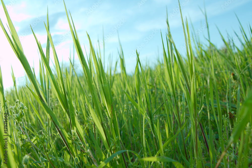 Grass Grass