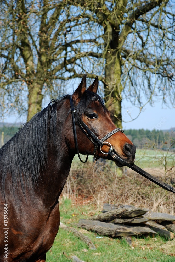 Obraz premium Araber Portrait