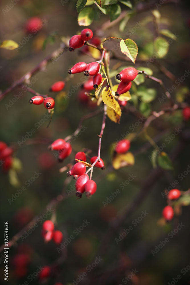 Obraz premium Hagebutten