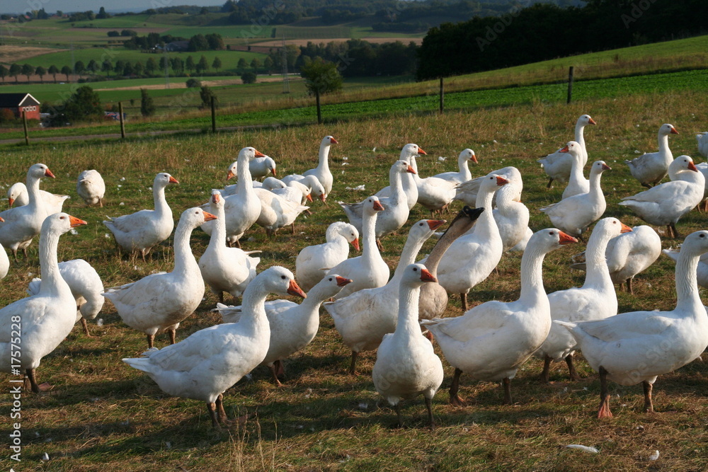 Obraz premium Gänse