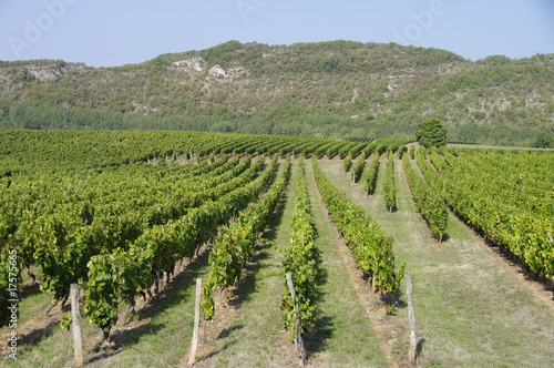 Tableau sur toile Vigne de Cahors