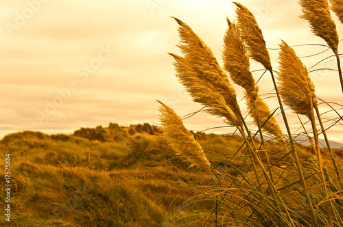 grass - sunset