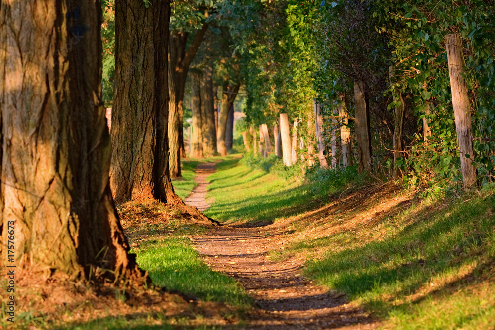 Obraz premium Waldweg im Abendlicht