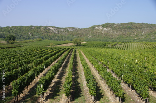 Photos Vigne de Cahors