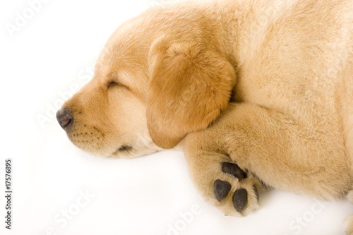 sleepy Puppy Labrador retriever cream, closeup © Viorel Sima