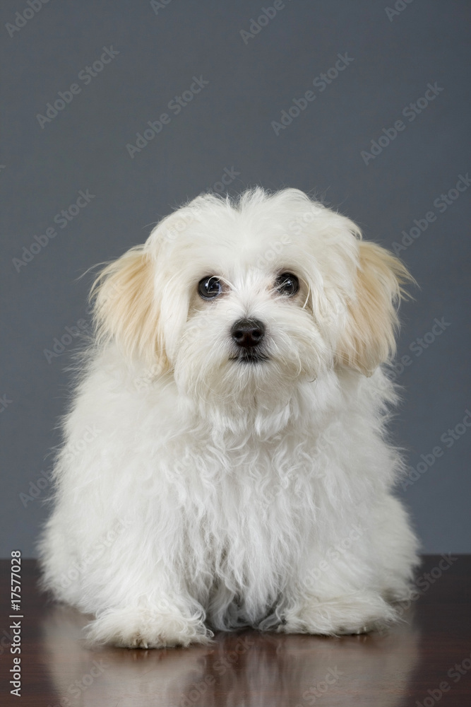 maltese dog sitting in front of grey background maltese dog sitting in front of grey background